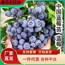 һ�����l�Ї��{��һ̖�{ݮ���ϱ����Nֲ�����{ݮ���������ͥԺˮ