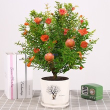 ʯ�����Ԏ����^�p�������҃ȿ͏d�辰�ļ��_��ͥԺֲ�ﻨ�ܺ��B