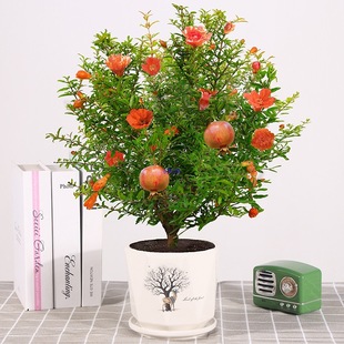 ʯ�����Ԏ����^�p�������҃ȿ͏d�辰�ļ��_��ͥԺֲ�ﻨ�ܺ��B