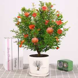 石榴花盆栽带花观赏果树苗室内客厅盆景四季开花庭院植物花卉好养