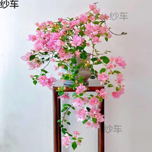 ����÷�Ϙ��������ļ��_���Gֲ���Ժ��B���̨ͥԺ�����ذꉾ����