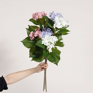 ���滨ѩ�򻨼ٻ���֦2�^�Ҿӻ�c�����쾰���䄡�M�Ĕz������