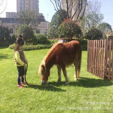 �����T�˰��_�R�ķ�ֳ���� ���U���ȵ�С���R�r�� �Rƥ�Ј�����