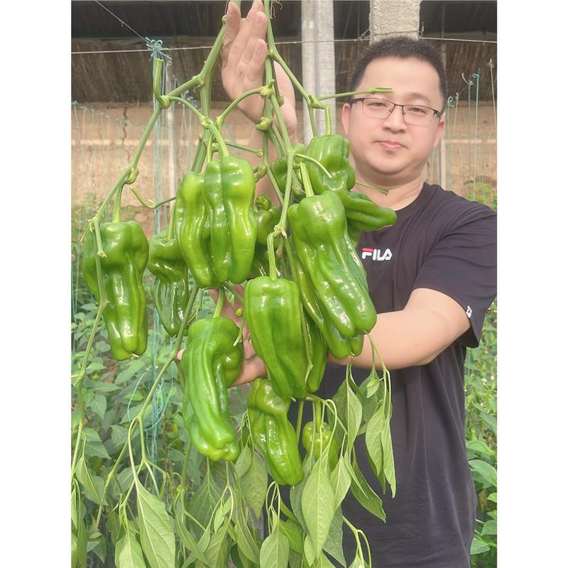 薄皮泡椒辣椒种子牛角春季夏四季种籽高产盆栽南方种北苗蔬菜种孑