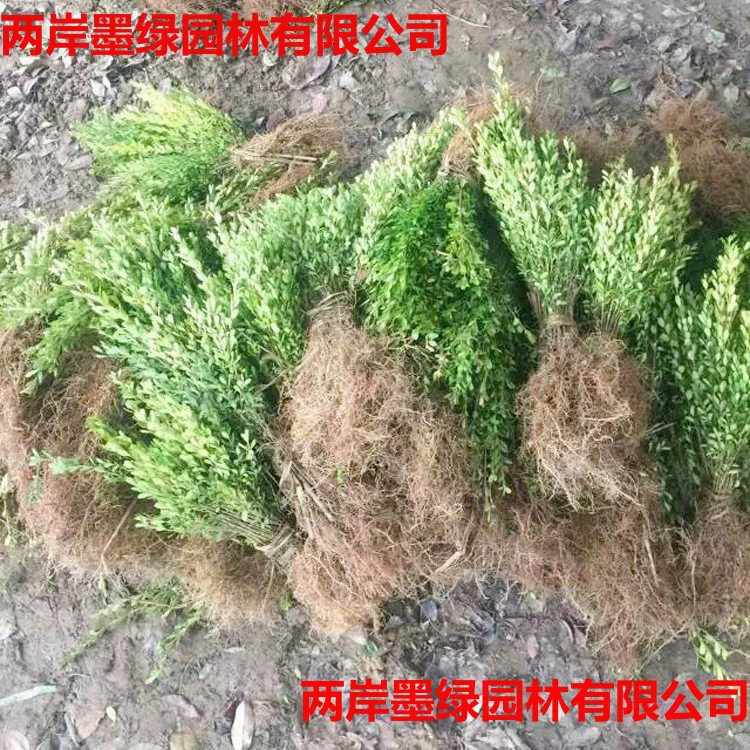 Прямые продажи базовых саженцев изящной самшитовой древесины, саженцев самшита с семенами дыни, саженцев французской ягоднойягод