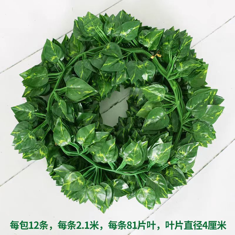 绿萝81