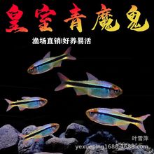 1.2-2cm皇室青魔鬼鱼 热带观赏鱼活体南美科淡水群游鱼草缸鱼批发
