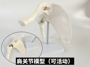 Human shoulder joint model 1 to 1 rotatable movable ligament muscle starting and ending point scapula humeral rehabilitation yoga