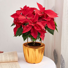 һ�����l�������}�Q��һƷ�t�����滨�ļ��_��ֲ��͏d�̨�^�p��