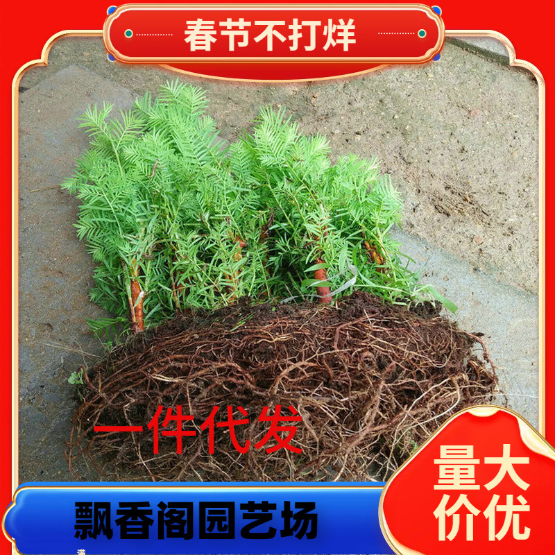 一件代发水杉树苗金叶水杉绿化树苗水衫水松树速生杉树苗盆栽盆景