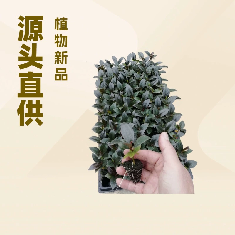 Производители источника большое количество комнатных небольших горшечных небольших каучуковых культур баньян Кинг-Конг саженцы цветочные семена саженцы оптом