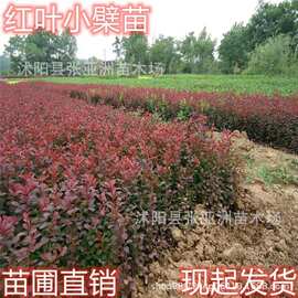 基地批发园林绿化苗木红叶小檗苗 紫叶小檗 红叶小波色块工程小苗