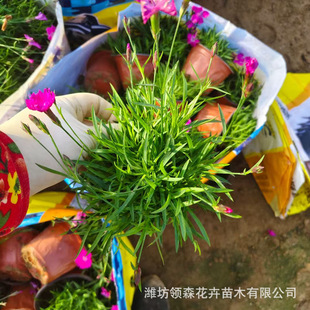 Northeast Cold-Resistant Perennial Flower Dianthus Caryophyllus Flower Sea Dianthus Caryophyllus Cup Seedlings for Street Community Park Greening Projects