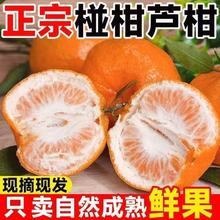 湖南高山露天种植椪柑芦柑儿童孕妇新鲜水果椪柑云南现摘现发直发