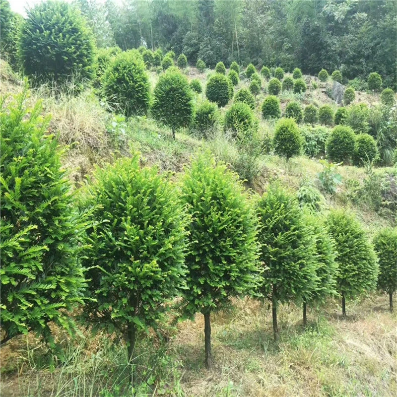 База Оптовая Taxus Mairei Саплинг Моделирование Озеленение Деревья Сферическая Башня Вилла Озеленение Двор Ландшафтный дизайн