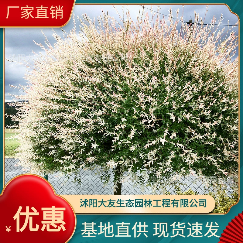База оптом собственного производства цветных листьев ивы сорта рассады ивы полный живописный проект ландшафтного дизайна Зеленые саженцы