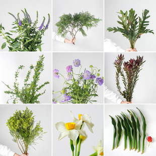 �����廨�仨�r�� ��֦��֦��֦ ���ľGֲ�~Ƭ ��ˇ���ϬF؛����