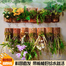 石斛兰盆栽带花板植石斛苗洋兰植物绿植铁皮吊兰食用花卉好养室内