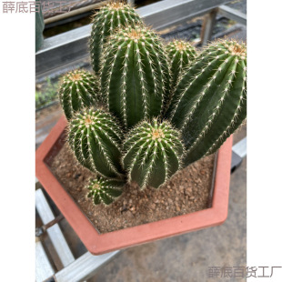 ���P�������ƶ���ֲ�����������������ɳĮͥԺ���^�쾰���Ի�