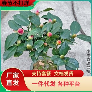 һ�����l�軨�����ļ��_�����Ԏ�������ɫ�൤ֲ�ﻨ���҃Ⱥ��B��