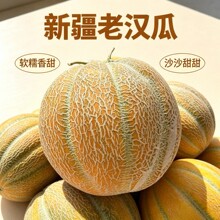 正宗新疆老汉瓜金纹蜜瓜香甜多汁香瓜甜瓜当季新鲜水果新疆直发