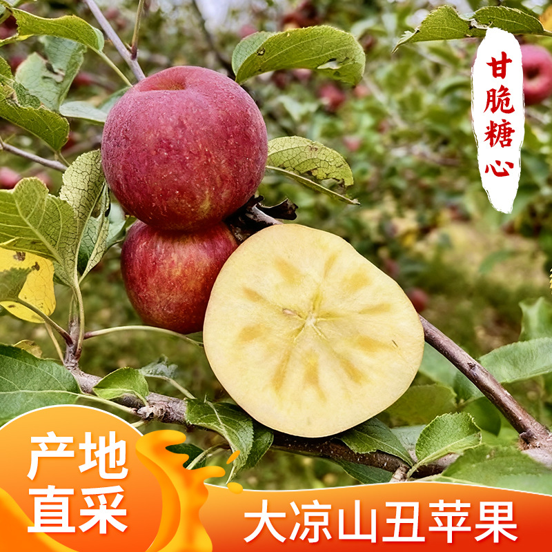 四川大凉山丑苹果盐源红富士正宗丑苹果脆甜糖心当季新果整箱批发