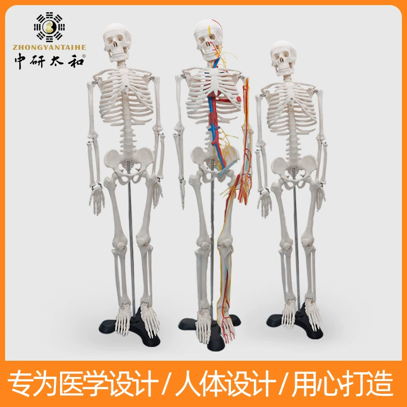 Chinese: Physiological skeleton, heart, human bone, 85cm
