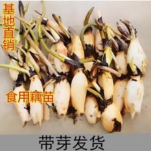 食用莲藕种苗种根粉脆籽藕种根苗藕苗池田高产大型蔬菜莲藕荷花苗