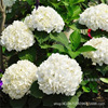 Endless summer hydrangea flower seedlings Outdoor courtyard multi -season blooming balcony plantation garden four seasons large seedlings hydrangea potted