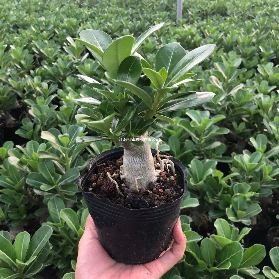 Розы пустыни, рассада горшечных растений, цветут в любое время года, внутренний и открытый балкон во дворе, легко выращивать цветы и зеленые растения.