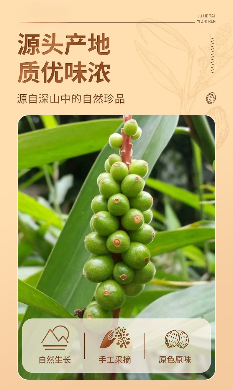 Yi Zhi Ren Dried Alpinia Oxyphylla Fruit 500g Traditional Chinese Herb for Tea and Decoction overview