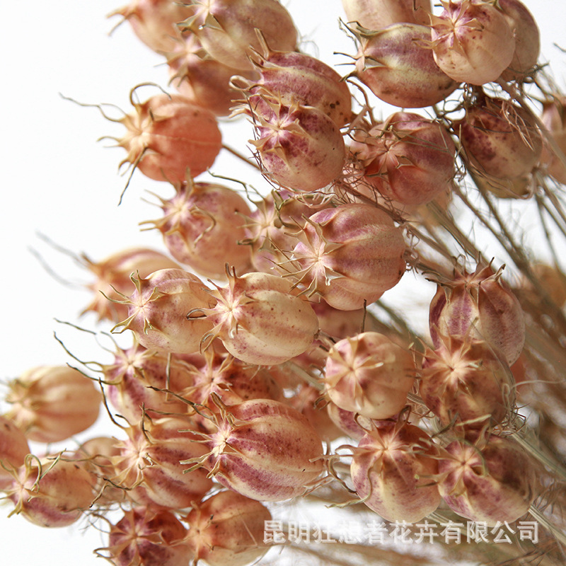 Fantasy Source Factory Black Seed Grass Natural Dried Flowers Real Flowers Indoor Home Decoration Flower Arranging