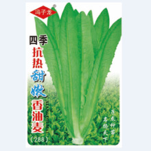 子龙种业蔬菜种子四季抗热甜嫩香油麦(288)基地田园庭院露地阳台