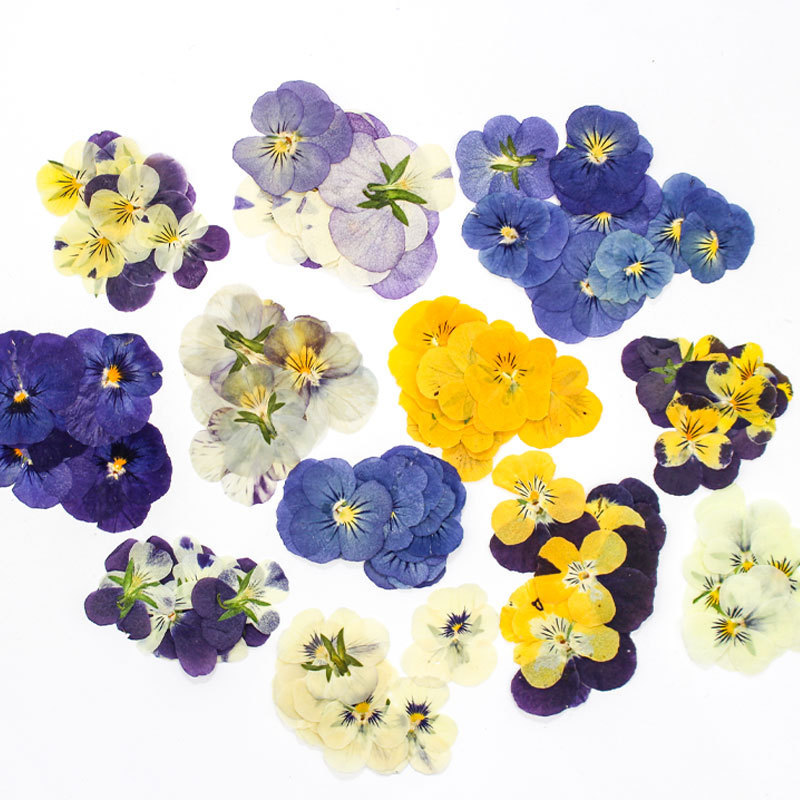 Pansy/Corydalis Dried Flower Baffle/Embossed Material Bag Wholesale Dropping Glue Jewelry Nail Art Face Makeup Phone Shell Decoration