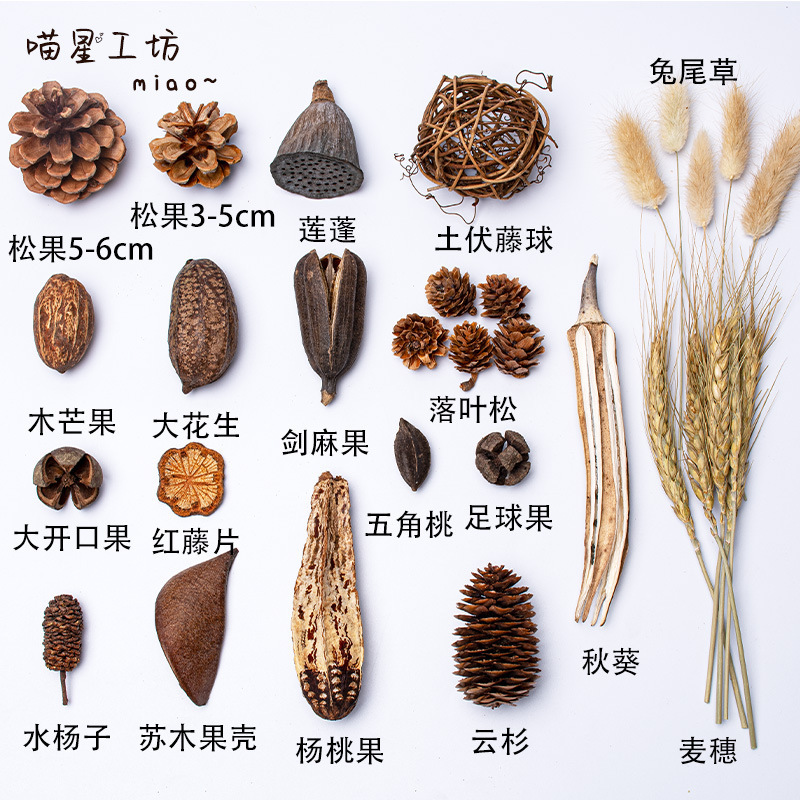 √【18元批发】猫咪丰容果实干果玩具橡果松果宠物用品天然植物丰|undefined
