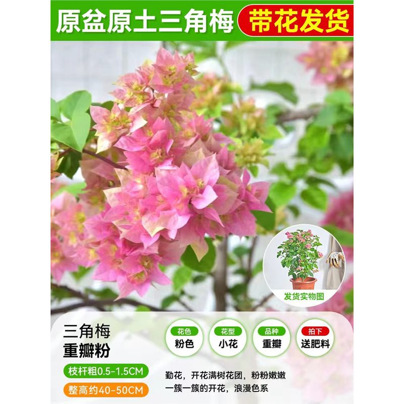 [꽃과 함께 배송되며, 수령시 즉시 즐겨보세요] 더블핑크 부겐빌레아 모종 40- 45cm