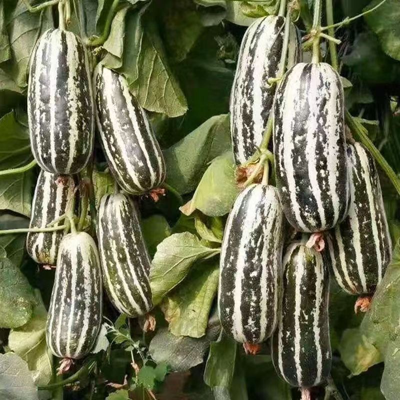 Venta al por mayor de semillas de flores y plantas eustoma malvarrosa peonía cobre dinero hierba margarita rosa sol peonía flor combinación de flores