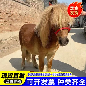 [养殖厂家出售直发矮马宠物马活体儿童小型骑乘马小马驹 矮马活体]