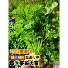 �۲��������߲˷Nֲ�����̨�ﶬ���������ͺ��׻�С���۸����ȫ