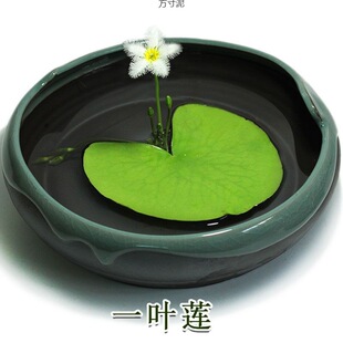 �~�׸�Ƽˮˮ��ֲ�︡�ԃ���ˮ�|΢���^ˮ����MԴ�^���S���l