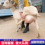 山东怀孕萨能种公羊