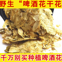 野山啤酒花干花 野生 野酒花 蛇麻花 新疆自酿啤酒 酵母真货