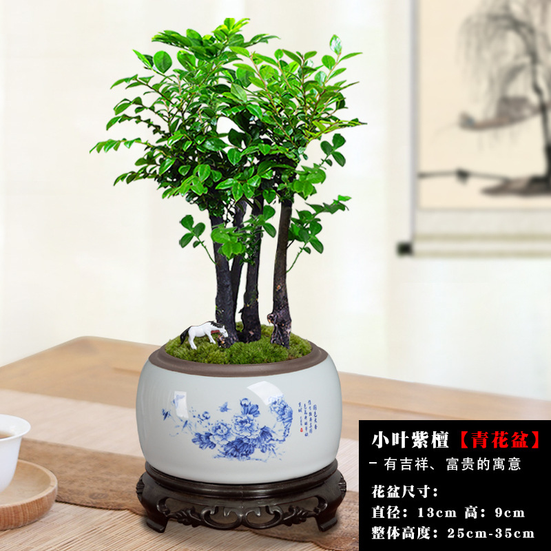 여러 개의 붉은 백단 + 연꽃 빛깔의 파란색과 흰색 화분/무료 베이스 포니