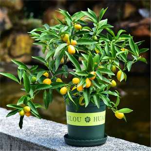 Small Kumquat Seeds Potted Seeds All Year Round Orange Citrus Year Orange Orange Seeds Indoor Planting Balcony Fruit Tree Seeds