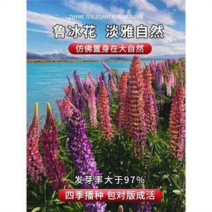 Winter-Sown Lupine Seeds for Courtyard Balcony Potted Flowers, Easy-To-Grow Seeds, Cold-Resistant Perennial