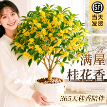 四季桂花盆栽金桂浓香型绿植室内花卉桂花树苗老桩阳台植物养活