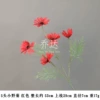 5 headsaca chrysanthemum