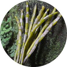 优选好货 贵州仿野生5年赤水金钗石斛鲜条新鲜石斛1斤石头上生长