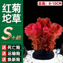 红菊坨草鱼缸水草植物阴性淡水新手懒人水榕造景水培绿植水养