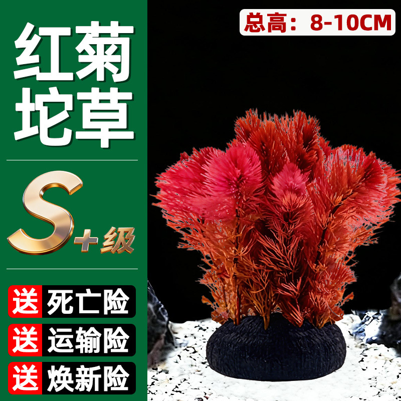 红菊坨草鱼缸水草植物阴性淡水新手懒人水榕造景水培绿植水养